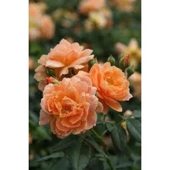 Natural Rose Plant